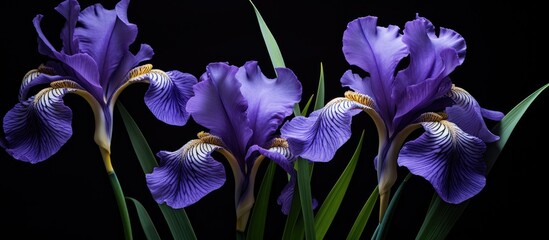 Aufkleber - Iris flowers on a black background. Creative banner. Copyspace image