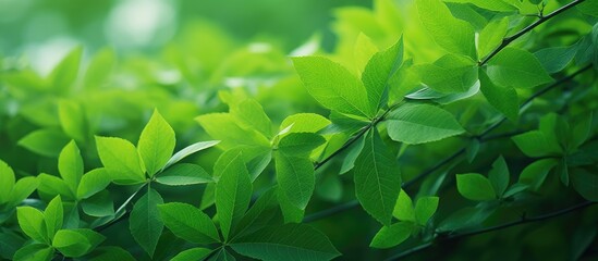 Poster - Nature of green leaf in garden at summer Natural green leaves plants using as spring background cover page greenery environment ecology wallpaper. Creative banner. Copyspace image