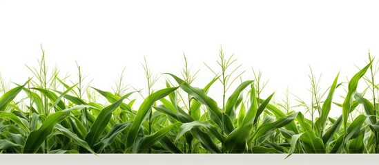 Aufkleber - Green corn field on white background. Creative banner. Copyspace image