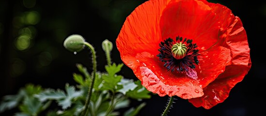 Wall Mural - red poppy flower macro detail garden botany. Creative banner. Copyspace image