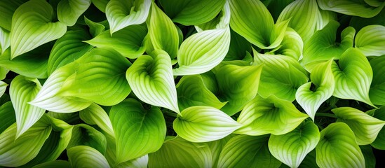 Aufkleber - Background of white green young hosta leaves Top view. Creative banner. Copyspace image