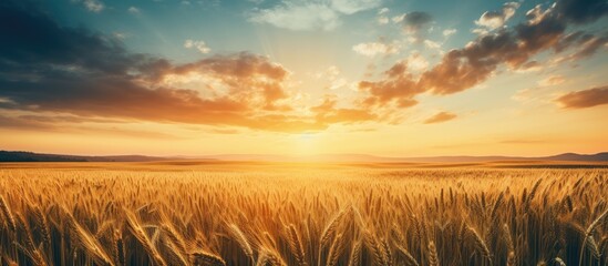 Poster - vintage photo of sunset over rye field. Creative banner. Copyspace image