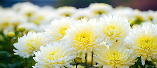 Poster - White yellow chrysanthemum in the park Beautiful chrysanthemum flowers outdoors. Creative banner. Copyspace image