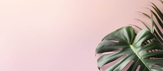 Poster - Tropical monstera palm tree leaf on a trendy pastel pink background. Creative banner. Copyspace image