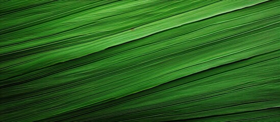 Poster - long green leaf of papyrus texture background. Creative banner. Copyspace image