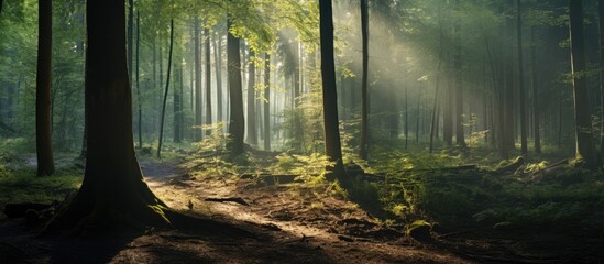 Fototapete - Sunlight between trees in the forest. Creative banner. Copyspace image