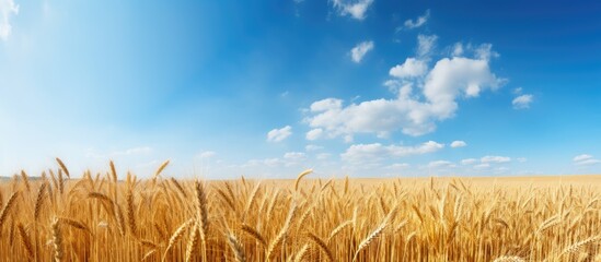Aufkleber - Golden wheat field with blue sky in background. Creative banner. Copyspace image
