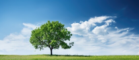 Aufkleber - Blue sky in front is a green tree. Creative banner. Copyspace image