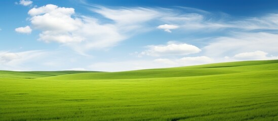 Poster - Beautiful grass on the green field Green landscape. Creative banner. Copyspace image