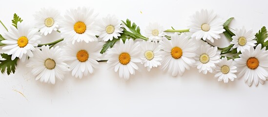Poster - White daisies on a white background Spring holiday composition Background for greeting cards invitations. Creative banner. Copyspace image
