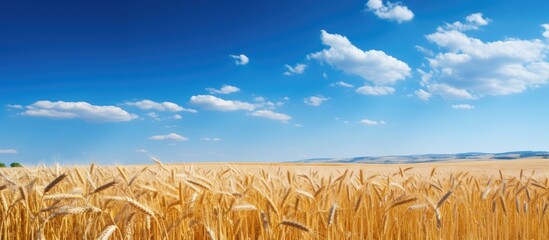 Wall Mural - Yellow grains with grey clouds and blue sky. Creative banner. Copyspace image