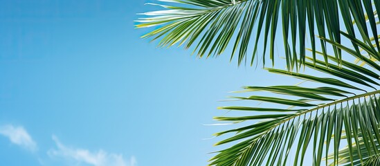 Poster - palm leaves. Creative banner. Copyspace image