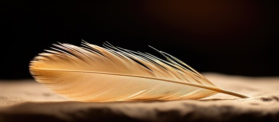 Wall Mural - Small bird feather under magnification Macro. Creative banner. Copyspace image