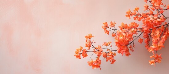 Wall Mural - Bougainvillea flowers with orange color the texture is thin like a sheet of paper. Creative banner. Copyspace image
