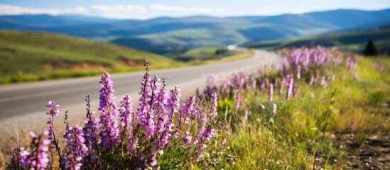 Poster - Wild Flowers on the side of the road. Creative banner. Copyspace image