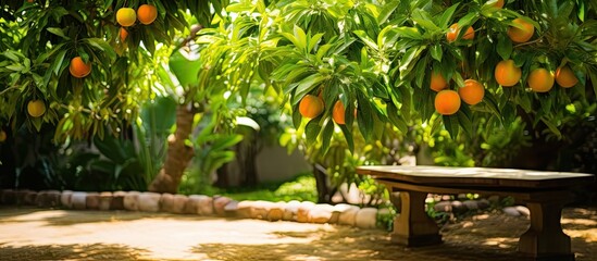 Sticker - a litle mango tree in the garden. Creative banner. Copyspace image