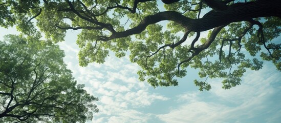 Poster - big tree on garden up to sky. Creative banner. Copyspace image