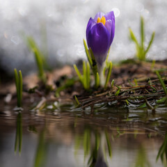 Wall Mural - purple crocus flowers