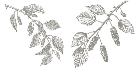 Birch tree branch pencil drawing. Vector skitch illustration of birch with leaves and catkins
