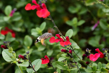 Hummingbird Hawk-moth (Macroglossum stellatarum) feeding from bright red flowers on a natural background