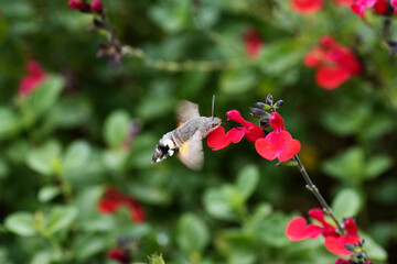 Hummingbird Hawk-moth (Macroglossum stellatarum) feeding from bright red flowers on a natural background