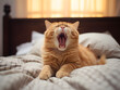 © TatjanaMeininger - Close up of a cat stretching and yawning after a nap on a soft bed
