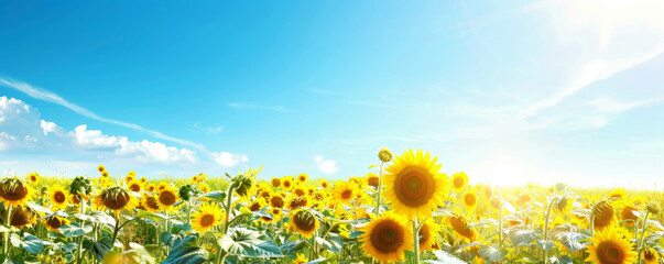 Wall Mural - Summer background featuring a vibrant sunflower field under a clear blue sky: Cheerful and colorful, ideal for a summer floral theme