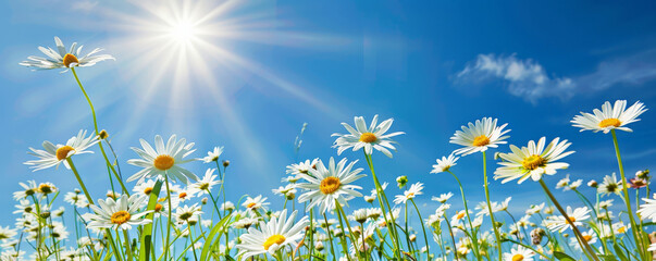 Vibrant spring background with a field of daisies, bright sunshine, and a clear sky.