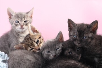 Wall Mural - Cute fluffy kittens on pink background. Baby animals