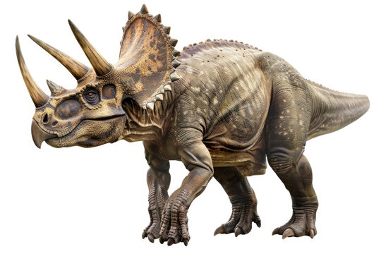 triceratops with its three horns and frill isolated on a white background