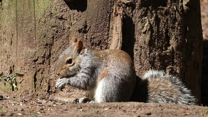 Wall Mural - The eastern gray squirrel, also known, particularly outside of North America, as simply the grey squirrel, is a tree squirrel in the genus Sciurus.