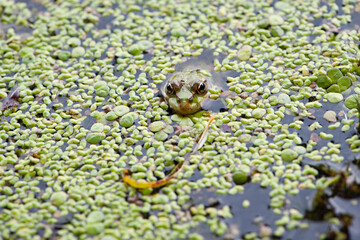 Marsh frog, frog eyes, Pelophylax ridibundus, in nature habitat. Wildlife scene from nature, green animal in water. Beautiful frog in dirty water in a swamp. amphibian close-up, in a swamp in duckweed