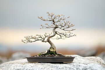 Wall Mural - a lone bonsai tree meticulously pruned and shaped, showcasing the artistry of nature and human intervention