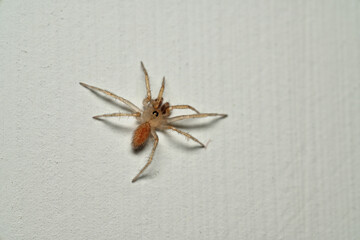 close-up of spider on the wall