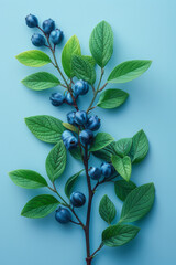 Aufkleber - Minimalist arrangement of chasteberry leaves and berries on a light blue background,