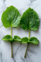 Poster - Simple photo of a pair of lemon balm leaves on a clean, white backdrop,