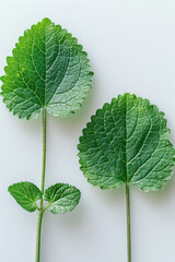 Poster - Simple photo of a pair of lemon balm leaves on a clean, white backdrop,