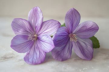 Poster - Simple photo of two violet flowers on a clean, neutral backdrop,