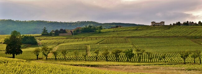 Canvas Print - Vignoble de Brouilly dans le Beaujolais.