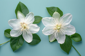 Poster - Elegant image of two passionflower blooms on a light blue backdrop, symbolizing feminine health,