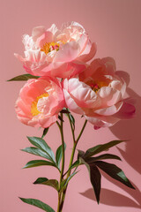 Poster - Elegant arrangement of pink peonies representing feminine health on a pastel pink backdrop,