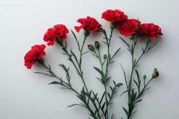 Poster - Elegant composition of red carnations on a white surface, symbolizing gynecological health,
