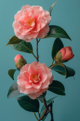Poster - Simple photo of pink camellias side by side on a plain light blue background,