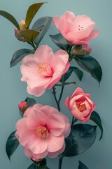 Poster - Simple photo of pink camellias side by side on a plain light blue background,