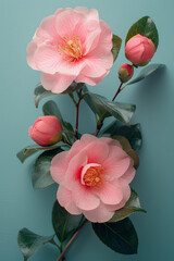 Poster - Simple photo of pink camellias side by side on a plain light blue background,
