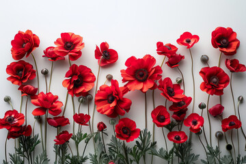 Poster - Simple photo of red anemones on a plain white backdrop,