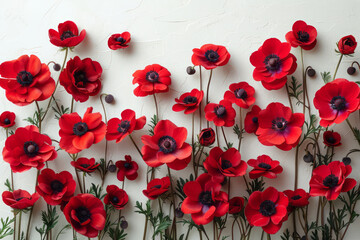 Poster - Simple photo of red anemones on a plain white backdrop,
