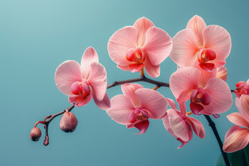 Poster - Elegant arrangement of pink orchids on a clean, light blue background, symbolizing feminine health,