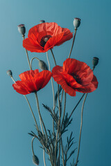 Poster - Simple photo of red poppies on a plain pastel backdrop,