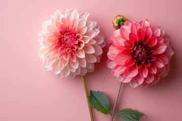 Poster - Elegant image of pink and red dahlias on a pastel pink backdrop, representing women's wellness.